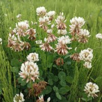 Клеверок :: Юлия 