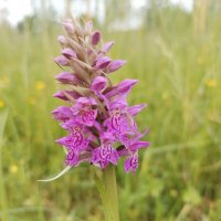 Розовый тигрёнок :: Юлия 