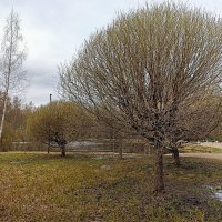 Парк Сосновка. Пейзаж. :: Лилия *