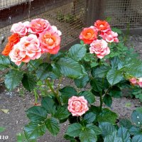 Разноцветье лета :: Нина Бутко