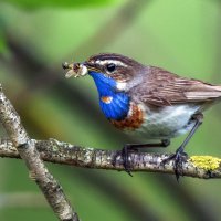 Варакушка. :: Владимир Безбородов Варакушка. :: Владимир Безбородов