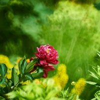 пион :: Александр Леонов пион :: Александр Леонов