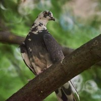 Горлубь на ветке :: Александр Леонов