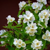 Июнь - чубушник цветёт :: Светлана Июнь - чубушник цветёт :: Светлана