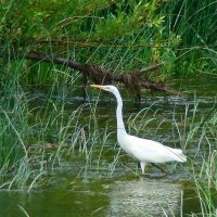 большая белая цапля :: gawrilа - dan