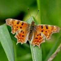 опять про бабочек 33 :: Александр Прокудин