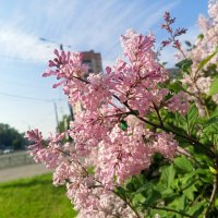 Сирень :: Сапсан 