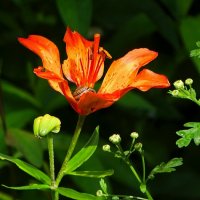 Улитка в лилии. :: Милешкин Владимир Алексеевич 