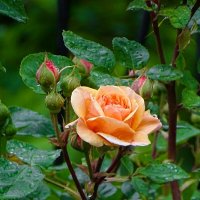 Городские цветы :: Милешкин Владимир Алексеевич Городские цветы :: Милешкин Владимир Алексеевич