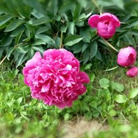 Пионы :: Veera V