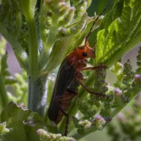 Мягкотелка, он же пожарник. :: Вадим Басов