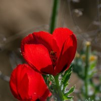 Мак рогатый :: Игорь Сикорский