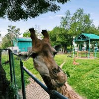 Жираф...смеется :: Георгиевич 