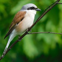 Жулан :: Лина 