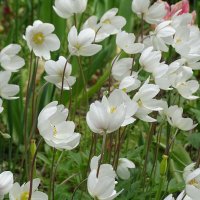 нежные, они такие нежные! :: Anna-Sabina Anna-Sabina