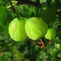 Крыжовник подрастает :: Людмила Смородинская Крыжовник подрастает :: Людмила Смородинская