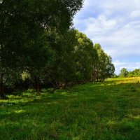 Ядрин. Опушка пойменного леса реки Суры в восточных окрестностях города. :: Пётр Чернега