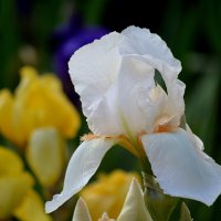 Ириски цветут :: Татьяна Лютаева