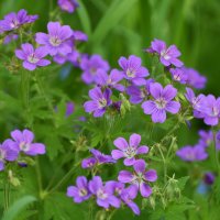 Весна в Ботаническом... :: Наташа *****