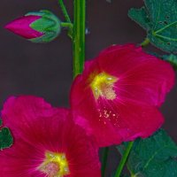 Мальва :: Giant Tao / Мальва :: Giant Tao /