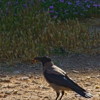 Вкусняшка :: Giant Tao /