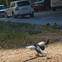 После вкусняшки ,танцы !!! :: Giant Tao /