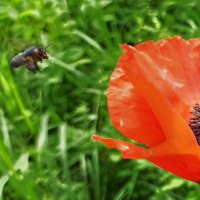 Соскучились! :: veilins veilins Соскучились! :: veilins veilins