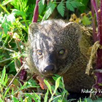 Мангуст на охоте. :: Николай Волков Мангуст на охоте. :: Николай Волков