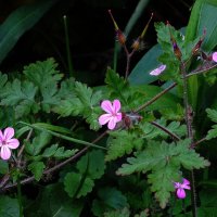 Герань Роберта :: Рита Симонова