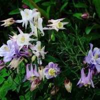 Аквилегия :: Рита Симонова