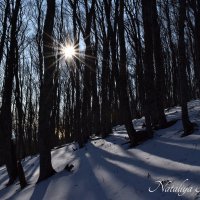 Природа Крыма :: Amazing Cosmea