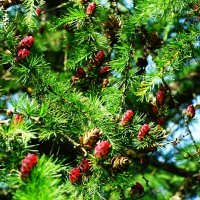 Лиственница в украшениях.. :: Aida10 