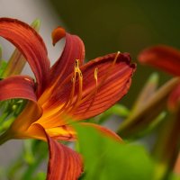 Про лилейник... :: Николай Гирш Про лилейник... :: Николай Гирш