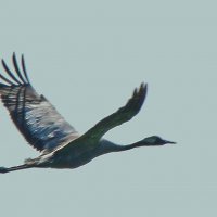 серый журавль :: gawrilа - dan