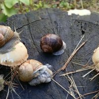 Улитки :: Михаил Столяров