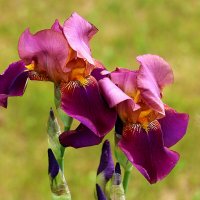 10 июня - всё ещё ирисы! :: Светлана 