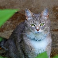 Вот такая красотка повстречалась мне :: Светлана Вот такая красотка повстречалась мне :: Светлана