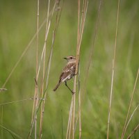 Сибирский черноголовый чекан(дама). :: Вадим Басов Сибирский черноголовый чекан(дама). :: Вадим Басов