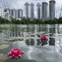 Кувшинки :: Александр Конов