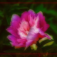 Фотоэтюд с пионом :: Владимир Кроливец