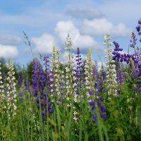 Разноцветные люпины :: Сергей Ц