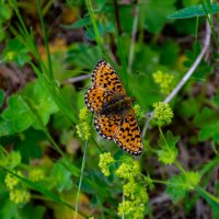 Бабочка :: Владимир VS