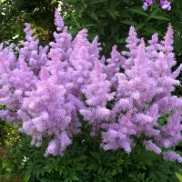 Астильба. :: Ирина ***