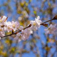 Цветущий апрель... :: Владимир Жданов