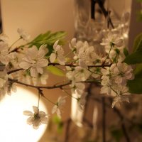 Вишня :: Victoria 