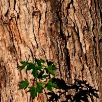 Летние этюды 33 :: Алексей Кузнецов Летние этюды 33 :: Алексей Кузнецов