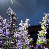 Ночные дождевые ✌️ :: Анна Камс