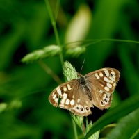 опять про бабочек 37 :: Александр Прокудин