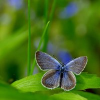 опять про бабочек 40 :: Александр Прокудин опять про бабочек 40 :: Александр Прокудин