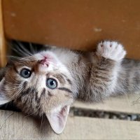 Кузька_домовенок. :: Галина Левина